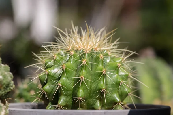 Marksiana Kaktus Mammillaria Marksiana Świata Kształcie Kaktusa Długich Kolców — Zdjęcie stockowe