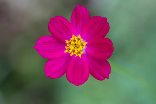 Uma Bela Flores Uma Vista Superior — Fotografia de Stock