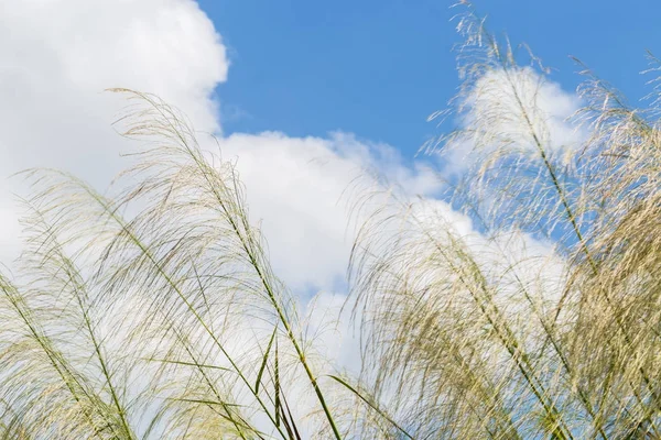 Reeds waving in the winds Bright blue sky.(The Red grass. The Giant reed.The Great reed.)