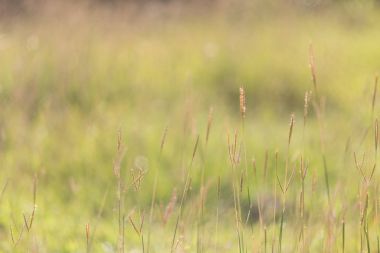 Doğal ışık, güzel çayır yakın çekim.
