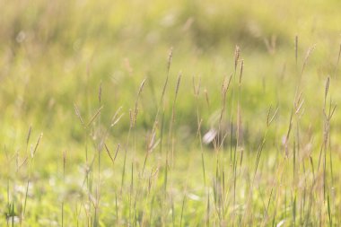 Doğal ışık, güzel çayır yakın çekim.
