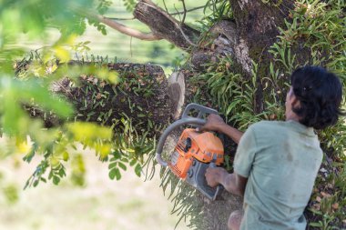 Adam güvenlik çalışmak için testere, ağaç felling ağaç keser.