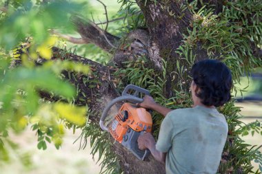 Adam güvenlik çalışmak için testere, ağaç felling ağaç keser.