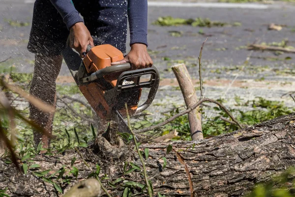 Homme Coupe Arbre Abattage Arbre Avec Tronçonneuse Pour Travailler Sans — Photo