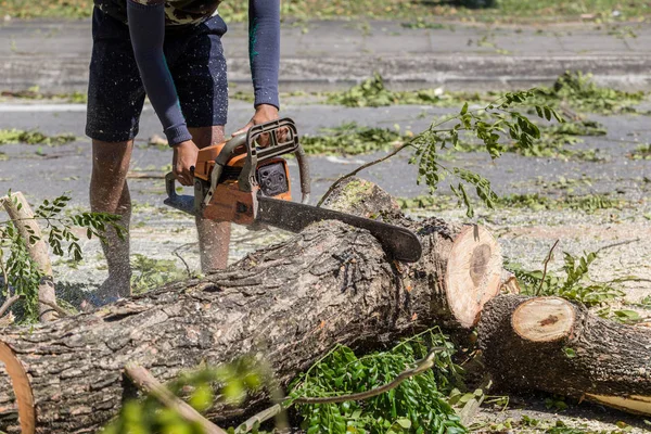 Άνθρωπος Κόβει Δέντρο Υλοτόμηση Δέντρων Αλυσοπρίονο Εργαστεί Χωρίς Ασφάλεια — Φωτογραφία Αρχείου