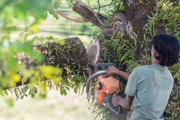 Hombre Corta Árboles Talando Árboles Con Motosierra Para Trabajar Sin — Foto de Stock