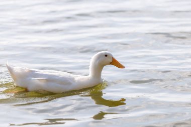 Ördekler parkta havuzda yüzüyor. Ördek için gıda sabah yüzüyor.