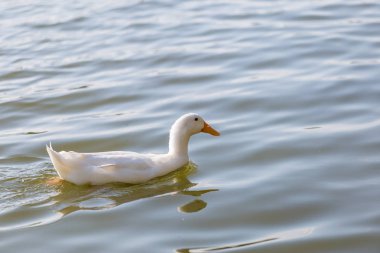Ördekler parkta havuzda yüzüyor. Ördek için gıda sabah yüzüyor.