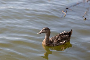 Ördekler parkta havuzda yüzüyor. Ördek için gıda sabah yüzüyor.