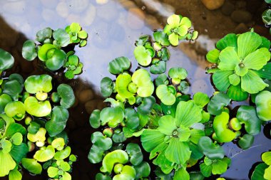 su birikintisi Close-Up