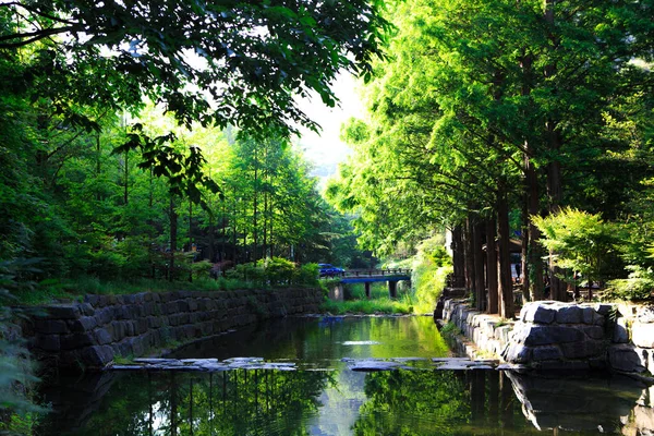Temiz hava ve güzel doğal sahne... Jangtaesan. Doğal orman. SEO-gu, Daejeon