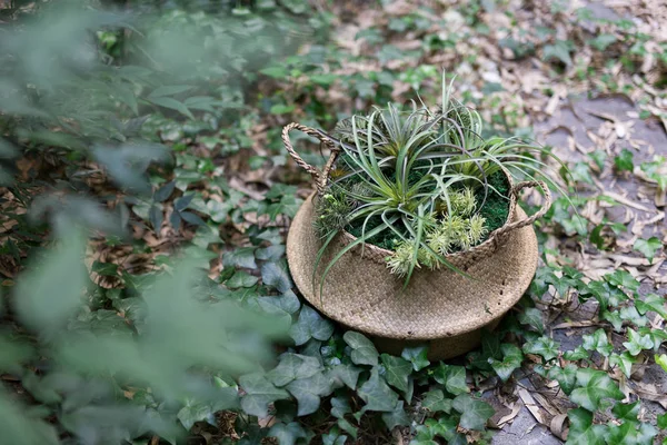 Bir rattan sepet bahçe içinde