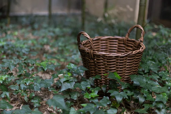 Bir rattan sepet bahçe içinde
