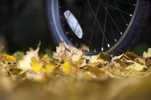 Bike at the forest on autumn day. — Stock Photo, Image