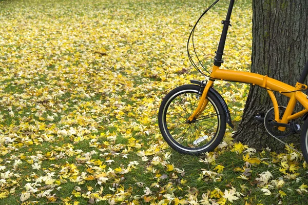 오렌지 숲에서 자전거를 접는 — 스톡 사진