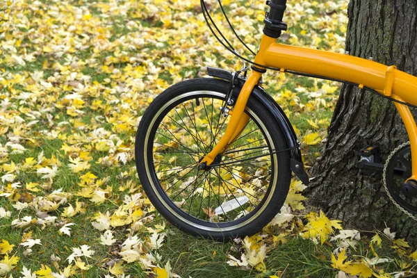 오렌지 숲에서 자전거를 접는 — 스톡 사진