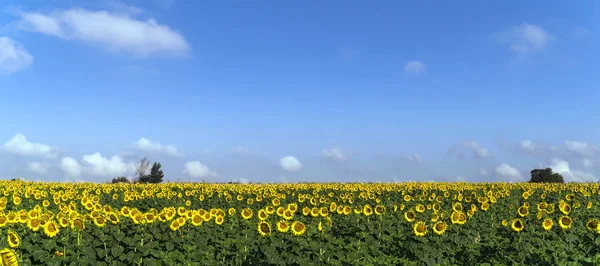 Beaux tournesols naturels dans le champ — Photo