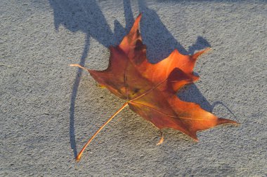 Kanada bayrağı'nın simgesi akçaağaç ağaç yaprağı
