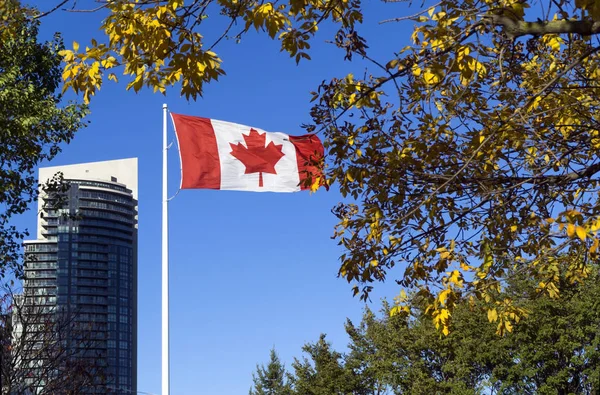 Bandera de Canadá icono árbol de arce hoja — Foto de Stock
