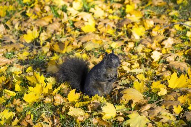 Sevimli siyah sincap