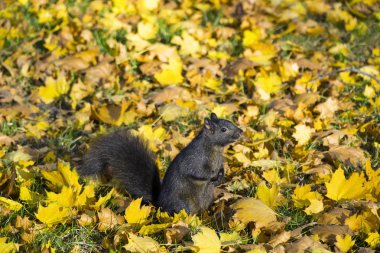 Sevimli siyah sincap