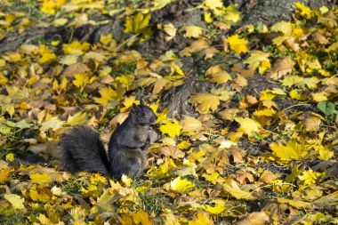 Sevimli siyah sincap