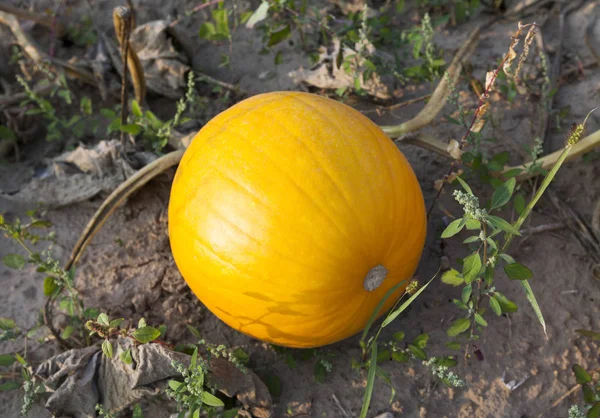 stock image Pumpkin on field for Halloween holiday