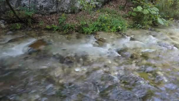 在夏天的明确小溪 — 图库视频影像