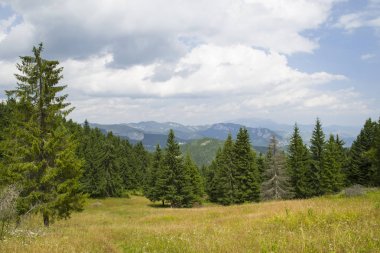 Çim ve çiçek kır çiçeği