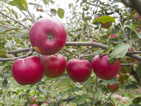 Romper la manzana roja en un árbol —  Fotos de Stock