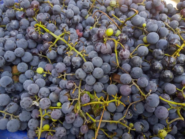 Uvas frescas maduras — Fotografia de Stock