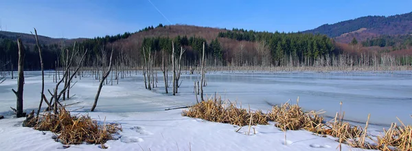 Bosque de invierno lago panorama — Foto de Stock