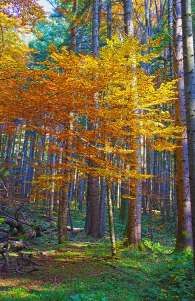 Autumn forest golden tree — ストック写真