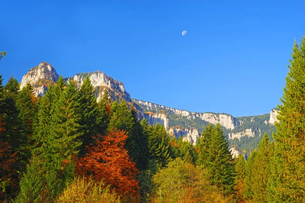 Sonbahar ormanı ve dağ — Stok fotoğraf