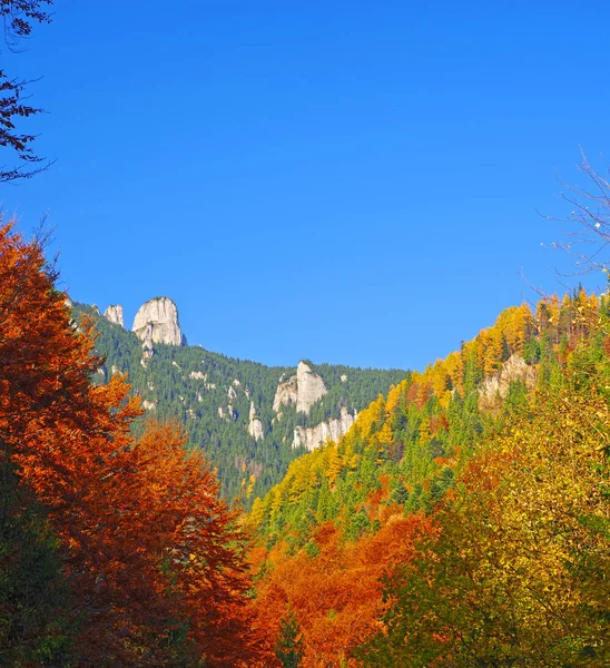 Podzimní stromy a jehličnatý les — Stock fotografie