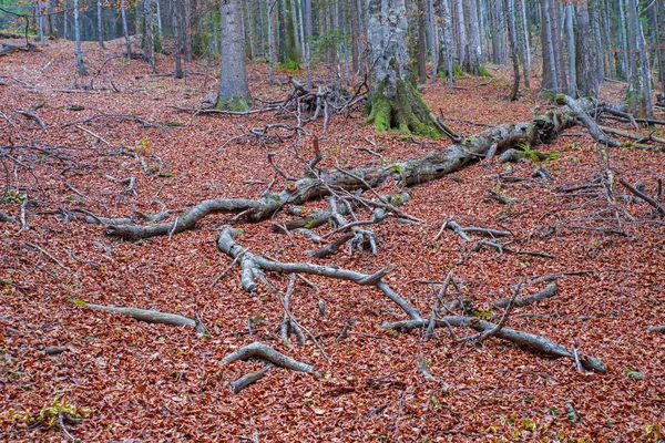 Fallen and broken tree in the forest, autumn landscape — Stock Photo, Image