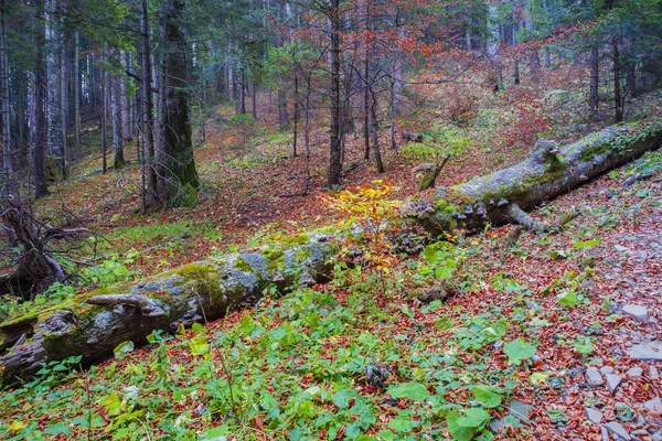 Umgestürzter Baumstamm im Herbstwald — Stockfoto