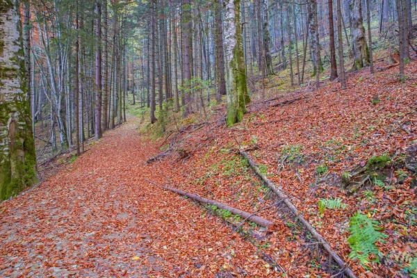 Sentier forestier rouge scène d'automne — Photo