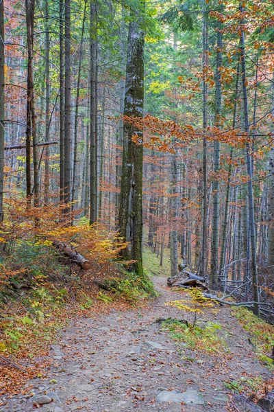 秋の森の山道 — ストック写真