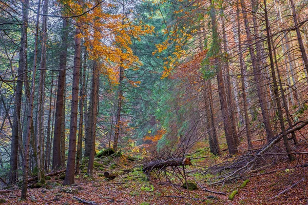 秋の森の倒木 — ストック写真