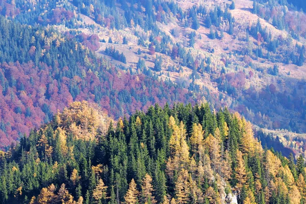 Outono árvores paisagem em montanhas — Fotografia de Stock