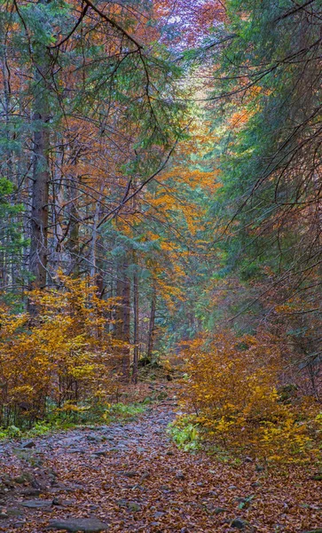 秋の森の小道 — ストック写真