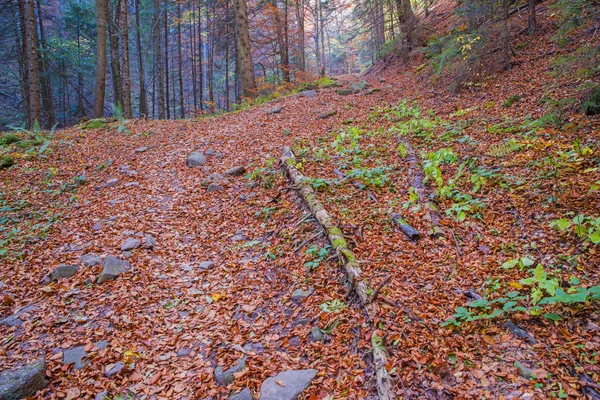 Umgestürzte Blätter — Stockfoto