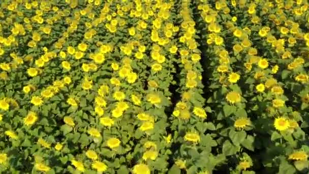 Ayçiçeği tarlası, tarım manzarası — Stok video