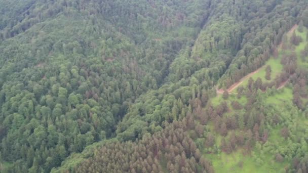 Yeşil çayır ve yukarıdan gelen orman ağaçları — Stok video