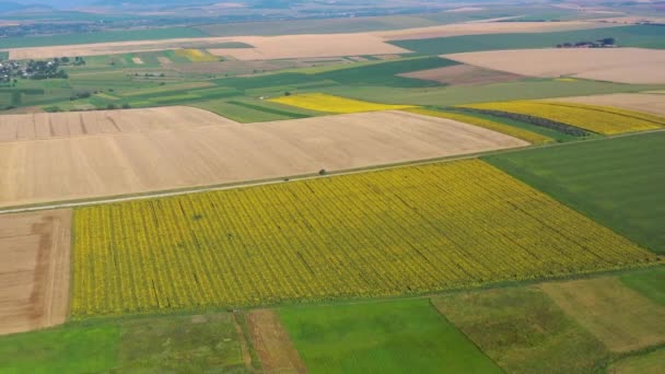 Vuelo drone sobre campos de agricultura, escena rural de verano — Vídeo de stock