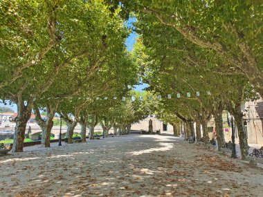 PADRON, İspanya - 14 Eylül 2019 Padron Park 'taki uçak ağacı ve banklar