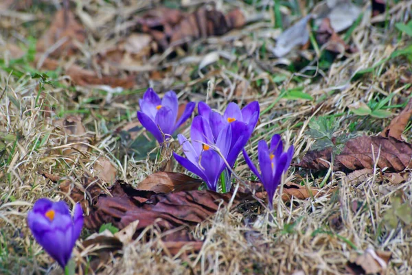 Fechar Imagem Início Primavera Flor Croco — Fotografia de Stock