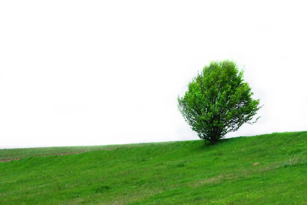 Árvore Verde Única Grama Isolada Branco — Fotografia de Stock