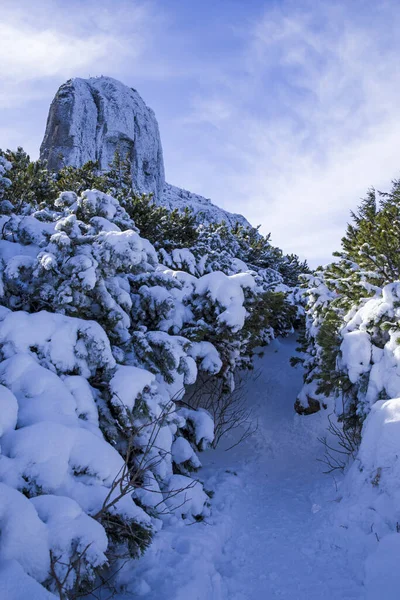 Winter Path Snowy Mountain Snow Covered Pine Romanian Carpathians — Stock Photo, Image